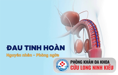 Lý giải hiện tượng tinh hoàn đau tức