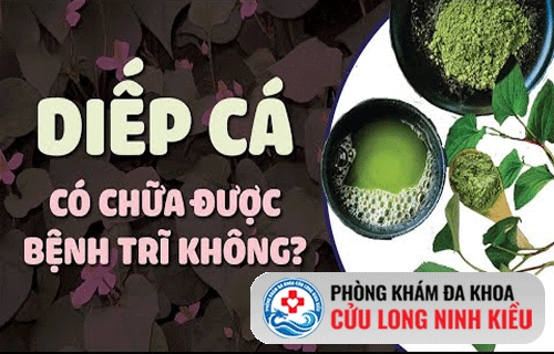 Rau diếp cá chữa bệnh trĩ có hiệu quả không?